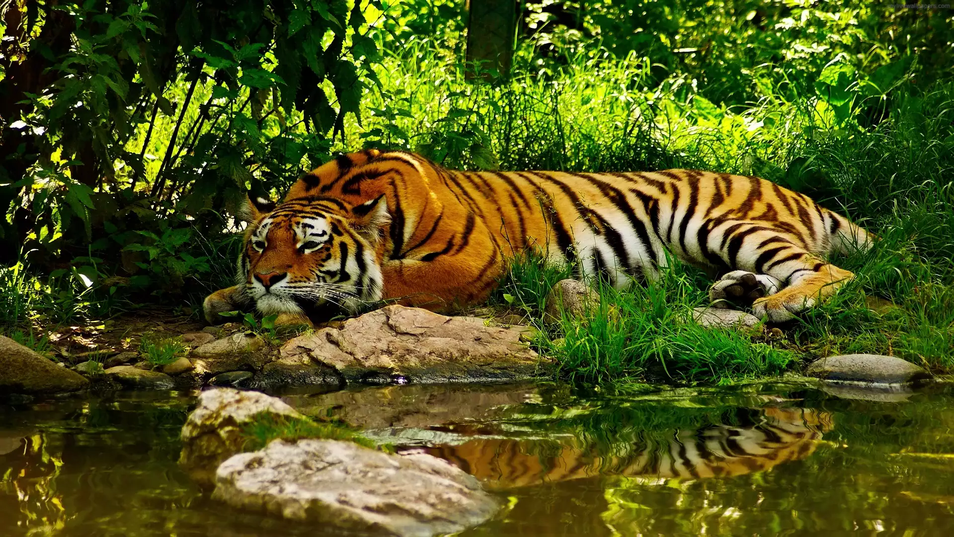 Картинка Отдыхающий дикий тигр