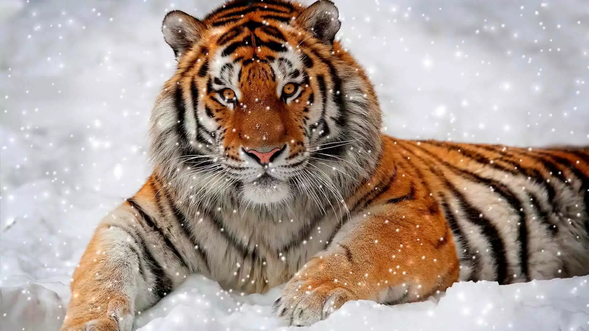 Картинка Снежный тигр