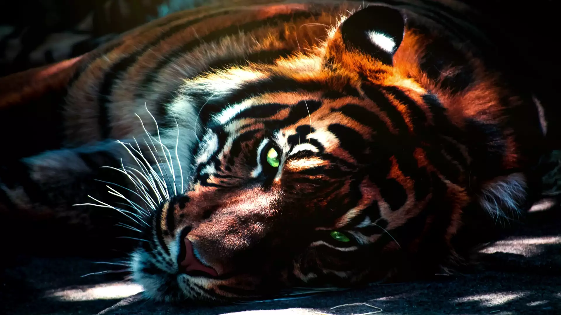 Картинка Дыхание тигра