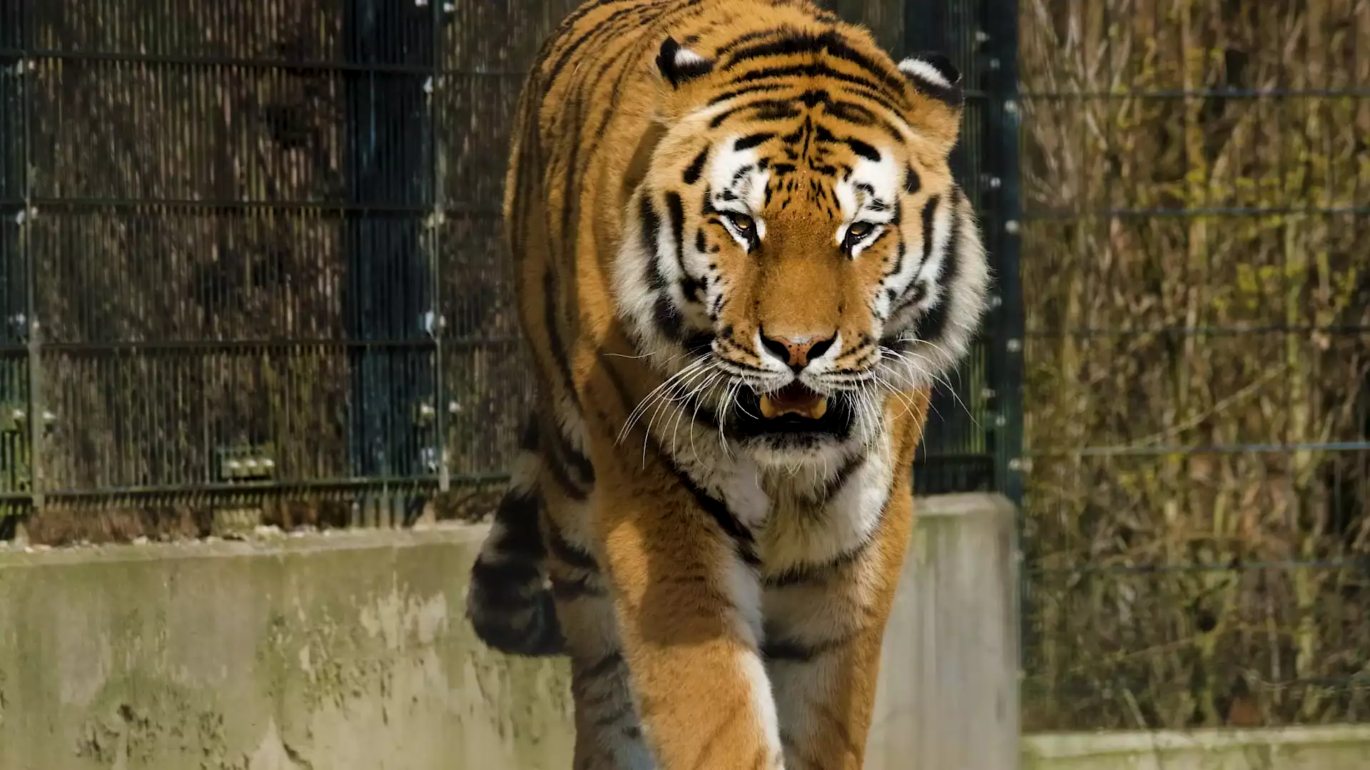 Картинка Tiger
