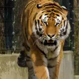 Видео обои Tiger