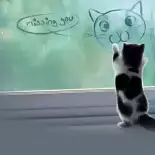 Видео обои Miss You Cat