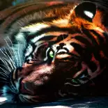 Видео обои Дыхание тигра